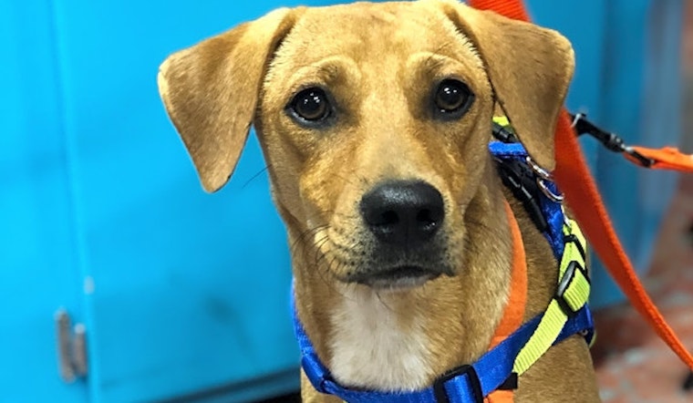 Looking to adopt a pet? Here are 5 adorable pups to adopt now in New Orleans