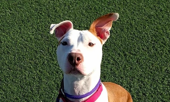 Want to adopt a pet? Here are 7 delightful doggies to adopt now in Cleveland