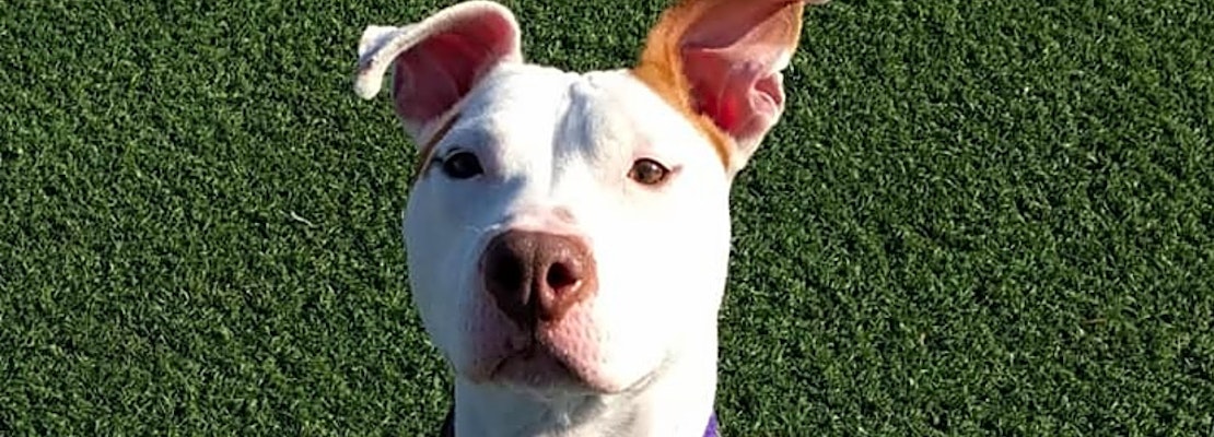 Want to adopt a pet? Here are 7 delightful doggies to adopt now in Cleveland