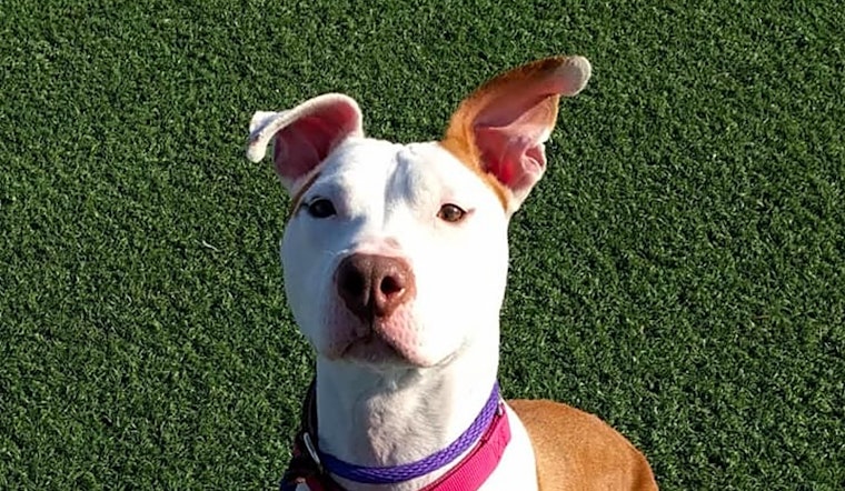 Want to adopt a pet? Here are 7 delightful doggies to adopt now in Cleveland
