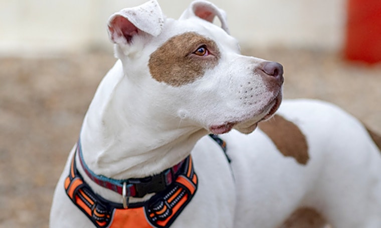 4 delightful doggies to adopt now in Durham