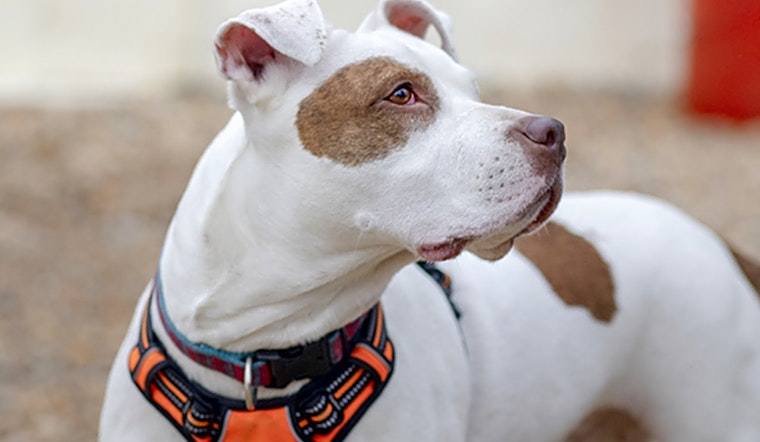 4 delightful doggies to adopt now in Durham