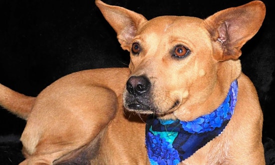 Looking to adopt a pet? Here are 7 delightful doggies to adopt now in Jacksonville
