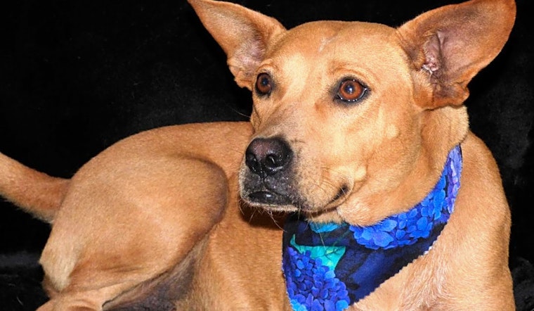 Looking to adopt a pet? Here are 7 delightful doggies to adopt now in Jacksonville