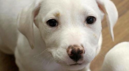 These Washington-based puppies are up for adoption and in need of a good home