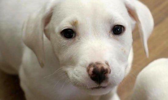 These Washington-based puppies are up for adoption and in need of a good home