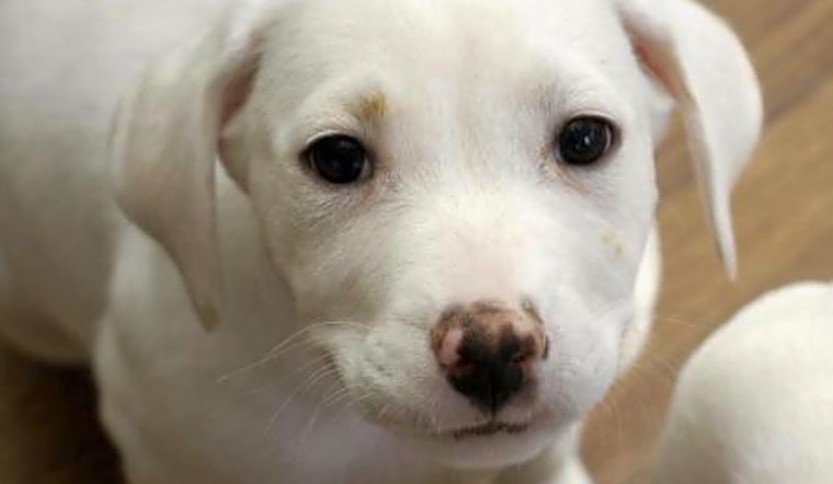 These Washington-based puppies are up for adoption and in need of a good home