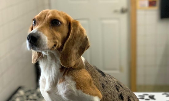 5 adorable pups to adopt now in St. Louis