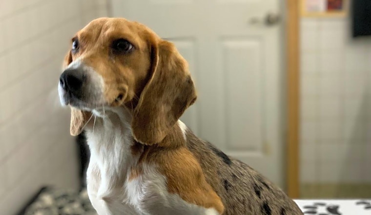 5 adorable pups to adopt now in St. Louis