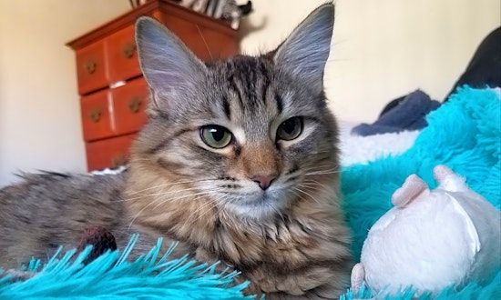 5 fluffy felines to adopt now in Los Angeles