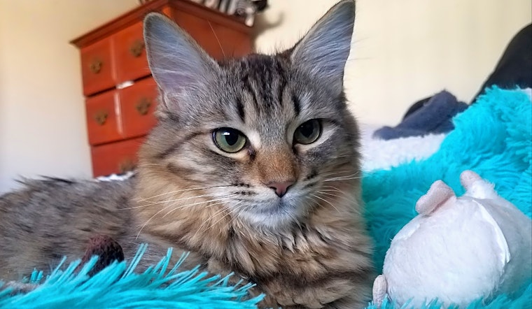 5 fluffy felines to adopt now in Los Angeles