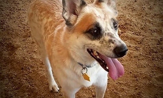 These Phoenix-based dogs are up for adoption and in need of a good home
