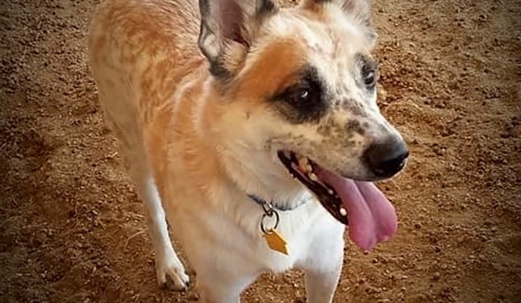These Phoenix-based dogs are up for adoption and in need of a good home