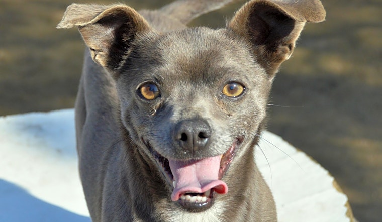 These Fresno-based doggies are up for adoption and in need of a good home