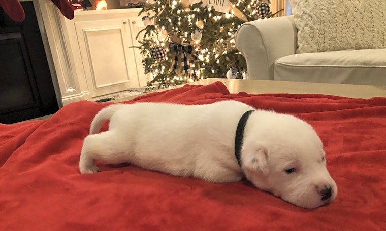 Looking to adopt a pet? Here are 7 adorable pups to adopt now in Raleigh
