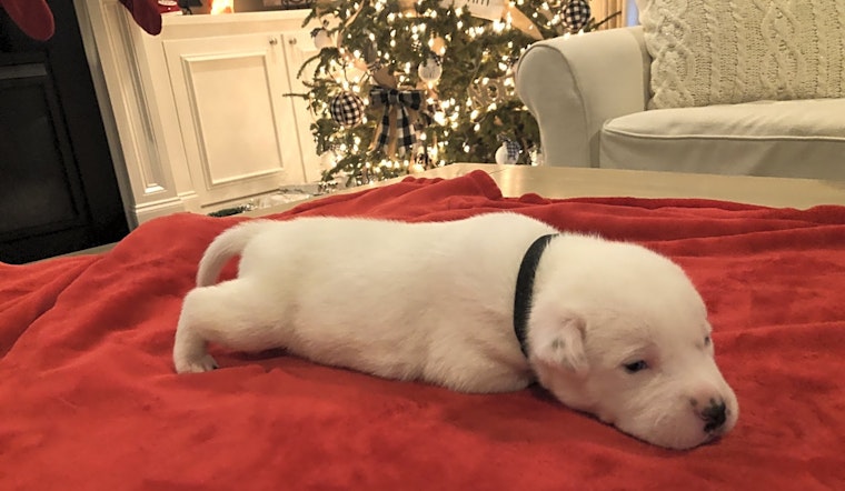 Looking to adopt a pet? Here are 7 adorable pups to adopt now in Raleigh