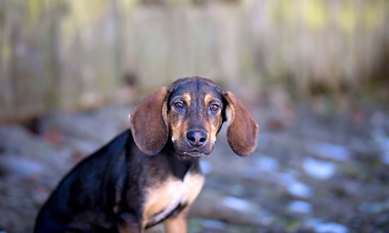 Looking to adopt a pet? Here are 4 perfect puppies to adopt now in Cincinnati
