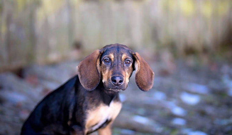 Looking to adopt a pet? Here are 4 perfect puppies to adopt now in Cincinnati