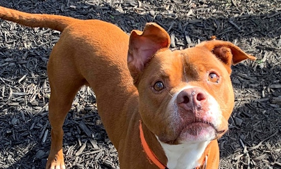 These Baltimore-based canines are up for adoption and in need of a good home