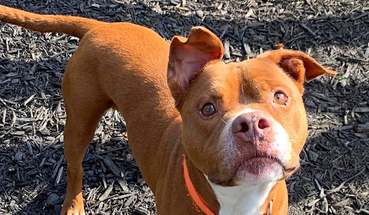 These Baltimore-based canines are up for adoption and in need of a good home