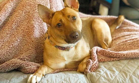 These Charlotte-based dogs are up for adoption and in need of a good home