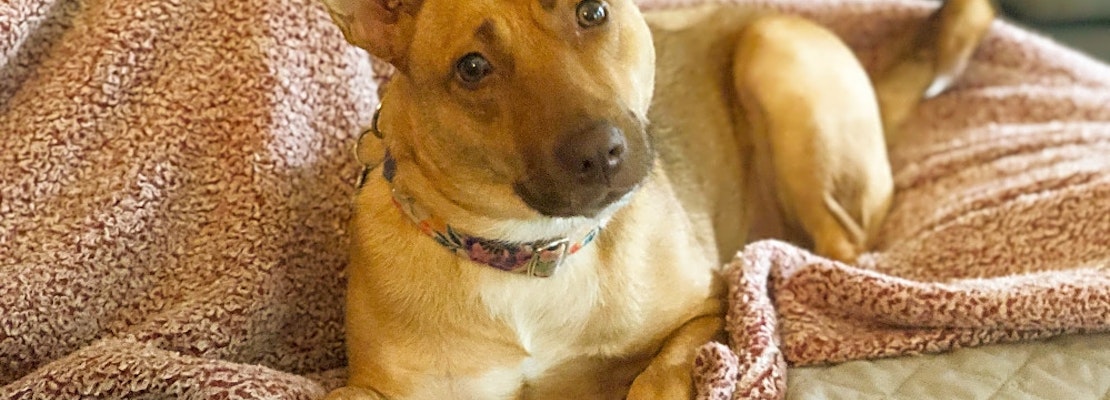 These Charlotte-based dogs are up for adoption and in need of a good home