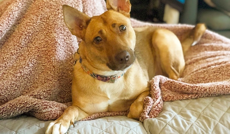 These Charlotte-based dogs are up for adoption and in need of a good home