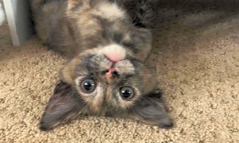 5 fluffy felines to adopt now in Long Beach