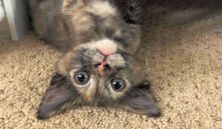 5 fluffy felines to adopt now in Long Beach