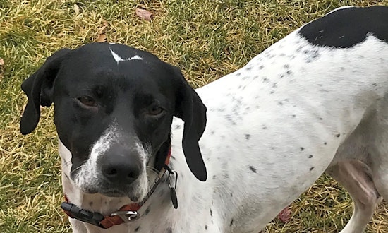 Looking to adopt a pet? Here are 7 delightful doggies to adopt now in Minneapolis