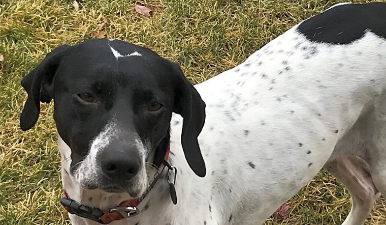Looking to adopt a pet? Here are 7 delightful doggies to adopt now in Minneapolis