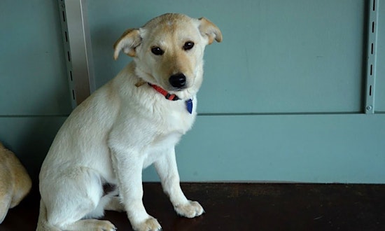 These San Antonio-based puppies are up for adoption and in need of a good home