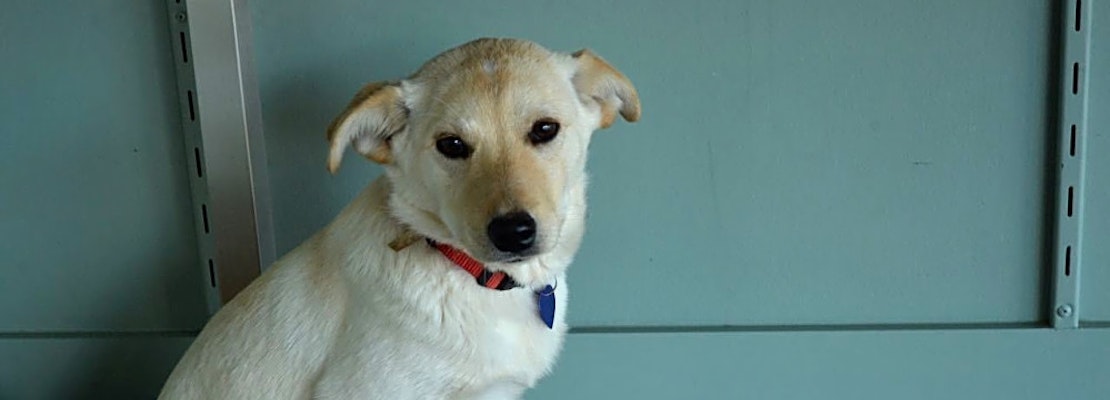 These San Antonio-based puppies are up for adoption and in need of a good home