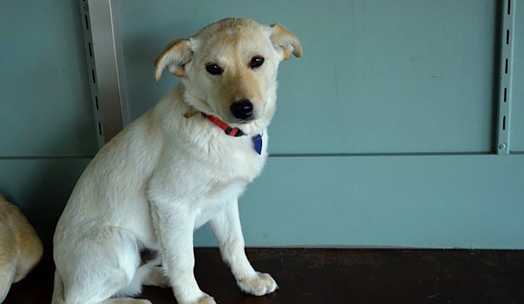 These San Antonio-based puppies are up for adoption and in need of a good home
