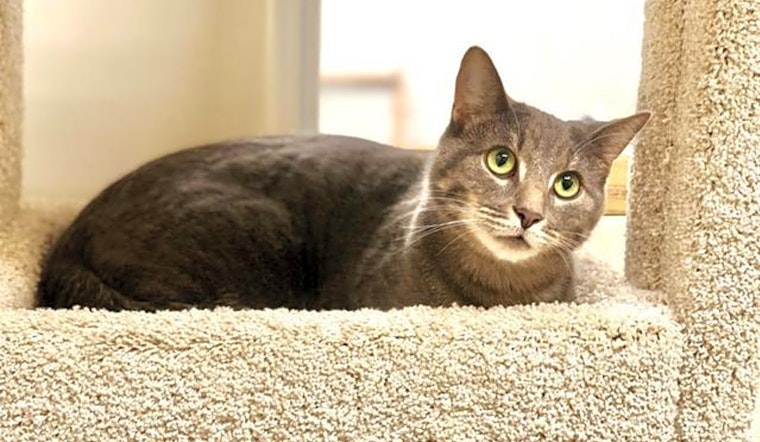 Want to adopt a pet? Here are 3 cute kitties to adopt now in Pittsburgh