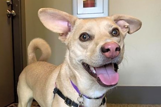 Want to adopt a pet? Here are 5 lovable pups to adopt now in Seattle