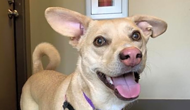 Want to adopt a pet? Here are 5 lovable pups to adopt now in Seattle