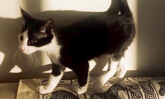 Always wanted a pet? Here are 3 furry felines to adopt now in Aurora