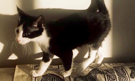 Always wanted a pet? Here are 3 furry felines to adopt now in Aurora