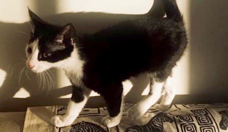 Always wanted a pet? Here are 3 furry felines to adopt now in Aurora