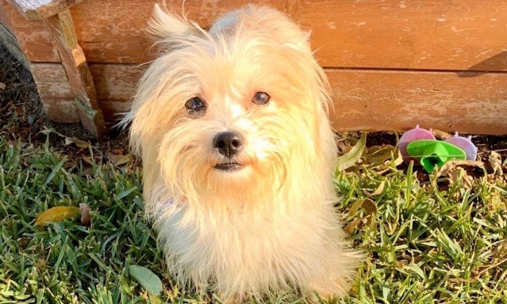Always wanted a pet? Here are 3 precious puppies to adopt now in Fort