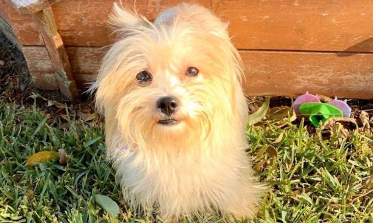Always wanted a pet? Here are 3 precious puppies to adopt now in Fort Worth