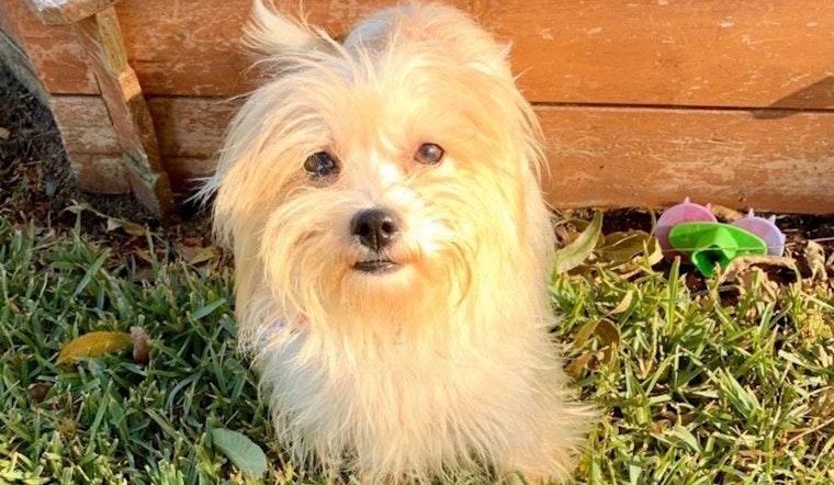 Always wanted a pet? Here are 3 precious puppies to adopt now in Fort Worth