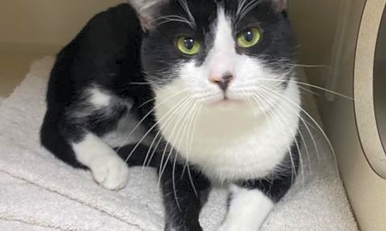 Want to adopt a pet? Here are 6 furry felines to adopt now in Austin