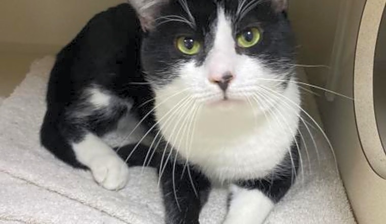 Want to adopt a pet? Here are 6 furry felines to adopt now in Austin