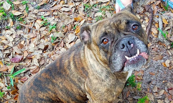 7 delightful doggies to adopt now in Miami