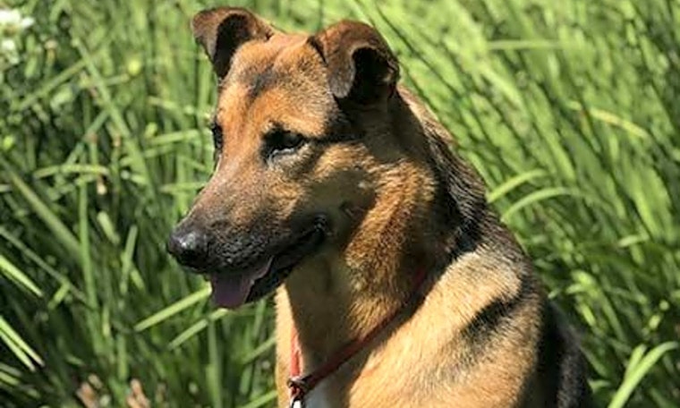 5 great German shepherds up for adoption in Irvine