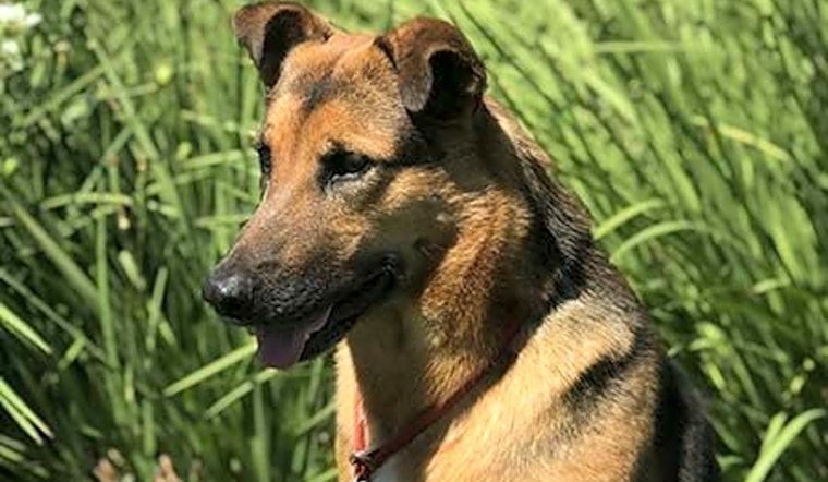 5 great German shepherds up for adoption in Irvine