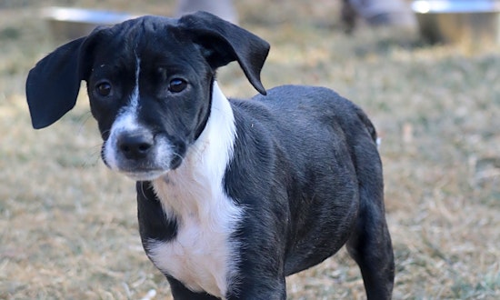 6 precious puppies to adopt now in Denver
