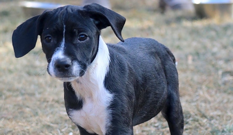 6 precious puppies to adopt now in Denver